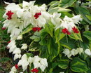 Clerodendrum Thomsoniae